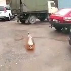 Woof