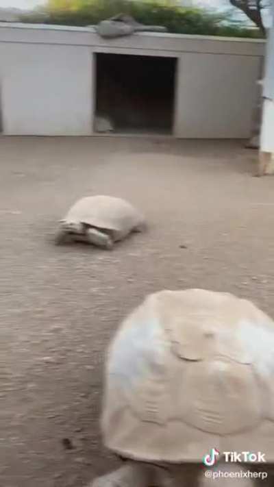 🐢😈 🐢😈 🐢😈 🐢😈