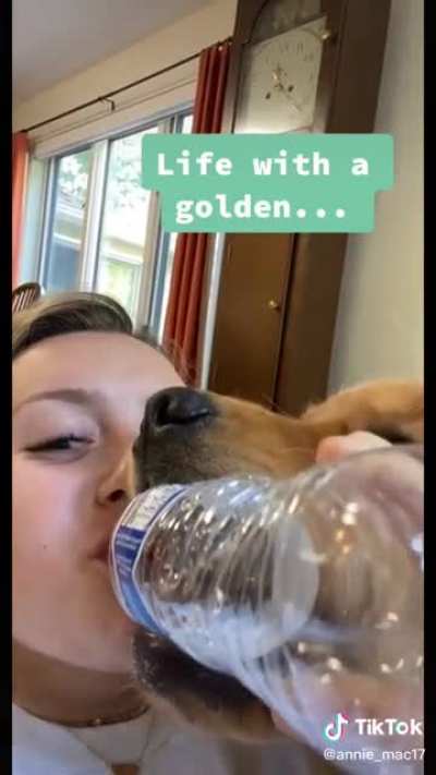 Life with a golden