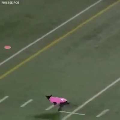 Doggo go long