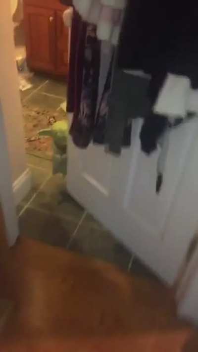 Yoda is not a good house guest