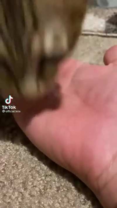 Nom nom nom