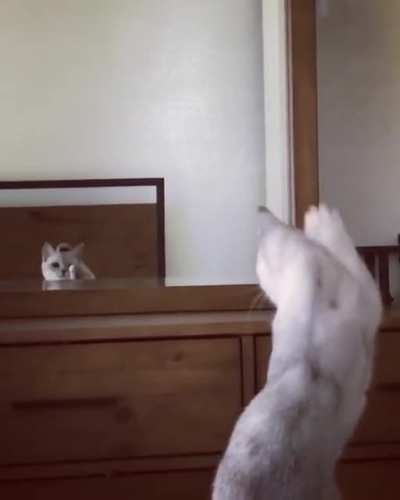 Cat discovers they have ears from looking in a mirror