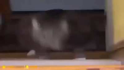 Raaaa
