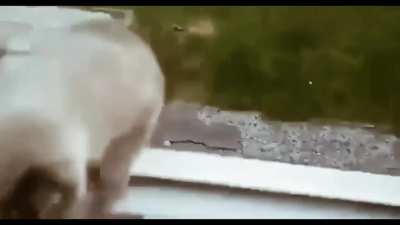 Levitating Cat