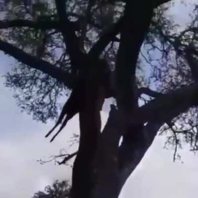 Leopard steals the prey from a hyena