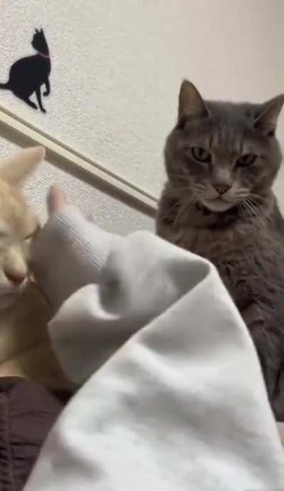 Do not the hooman