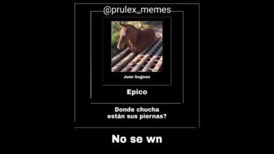 Juan bug