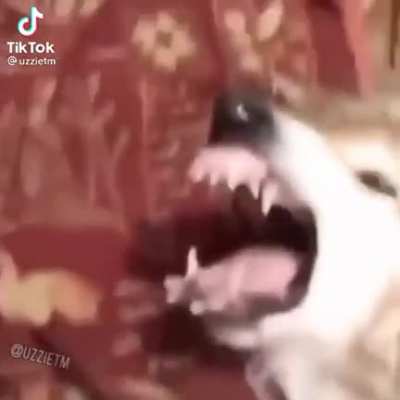 Chicken Ngguts