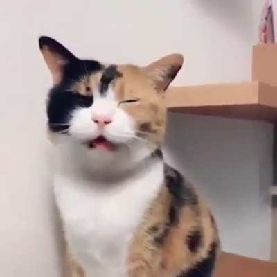 If you’re happy and you know it say MEOW