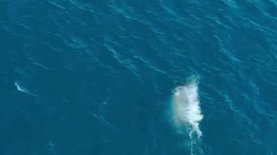 🔥 Apex Predator Showdown: Orca v Great White Shark