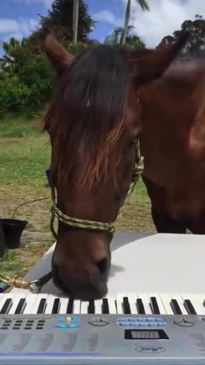 Elton Horseman