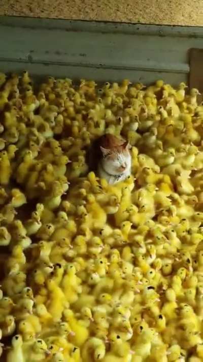 Chicken meowt