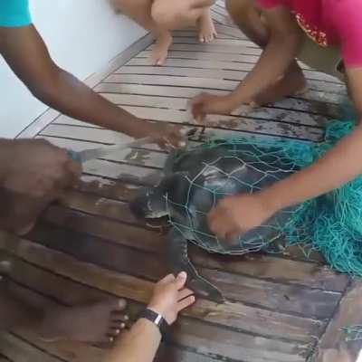 Guys save a turtle that was stuck in a net