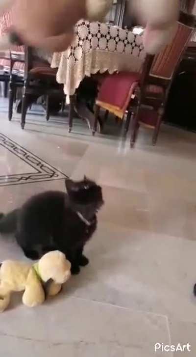 Starting to think my cat doesnt like me