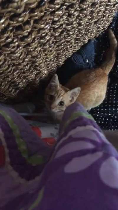 My cat is an ass hole, also slight ear rape warning in the middle