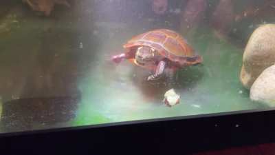 My Eastern Painted Turtle 🐢 now loves blueberries!