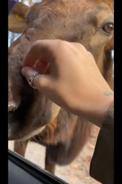 Cute little moose. (credit: tiktok @dd1980420)
