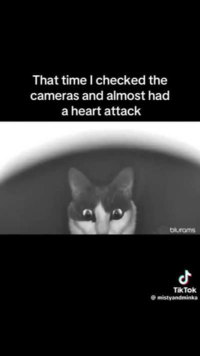 Já sonhou com esse gato.