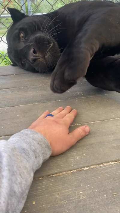 Panther patty cake