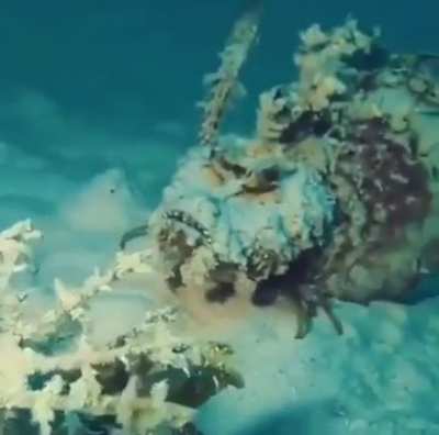 This is a Devil Scorpionfish