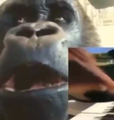 No more fortnight