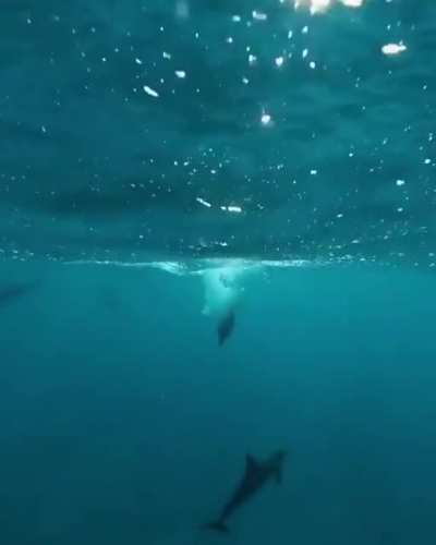 The perfect shot