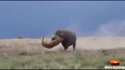 Lioness learns a valuable lesson, never mess with a sleeping hippo!