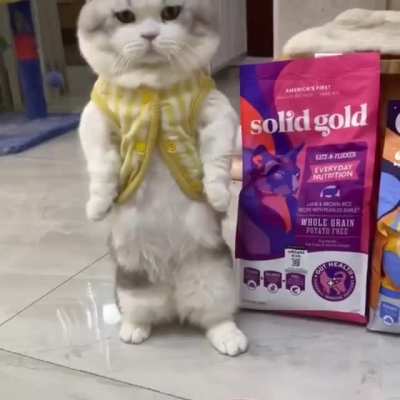 Cute Kitten