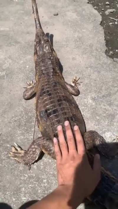 Don't pet alligators