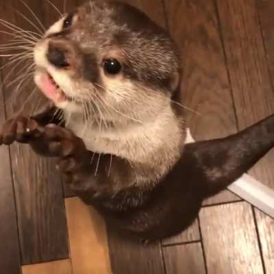 Lontra