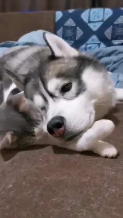 Cuteness overdose