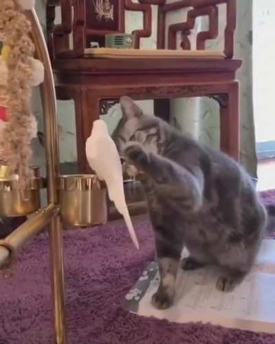 is you food?