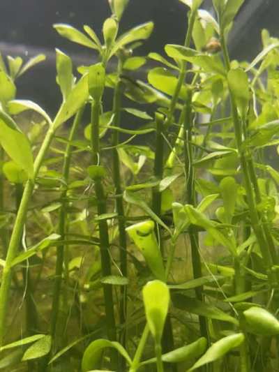 Otocinclus munchin