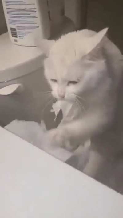 MEOWOW