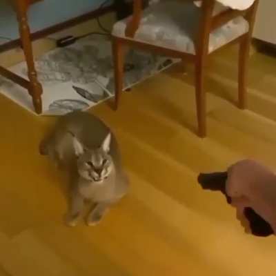 WHO DARES