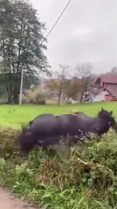 So elegant and majestic.