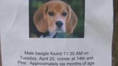 Dog found