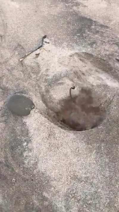 So I found this leaf doing some digging in the wind... thought someone may enjoy it
