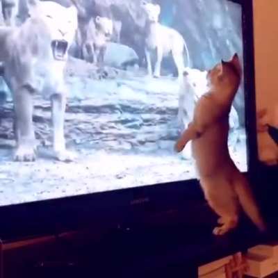 Felines rise up