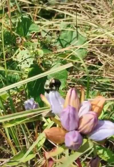 Bee's love closed bottle gentians.