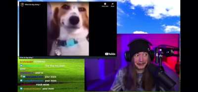 What da dog doin?