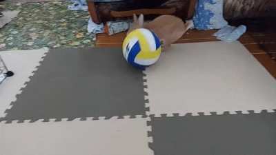 Belka playing with a ball