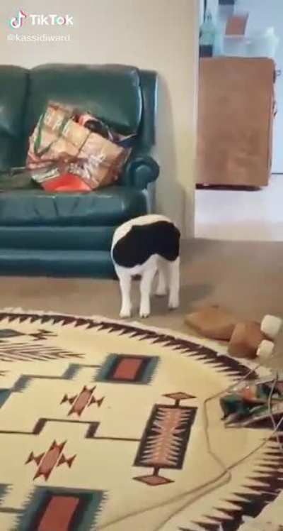 I'm an indoor goat now
