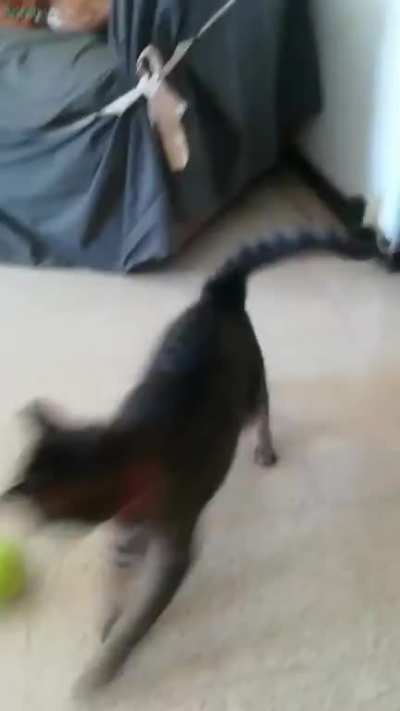 Tennis balls break something inside her in the silliest way