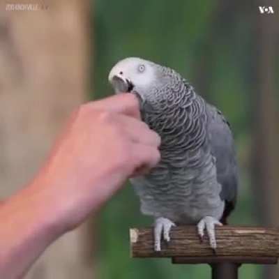 İyi geceler postu (ş*riatcılardan daha zeki)