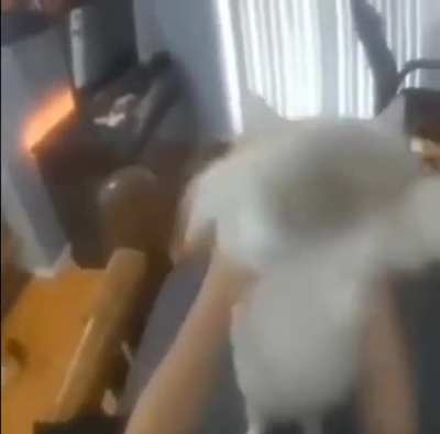 Katze