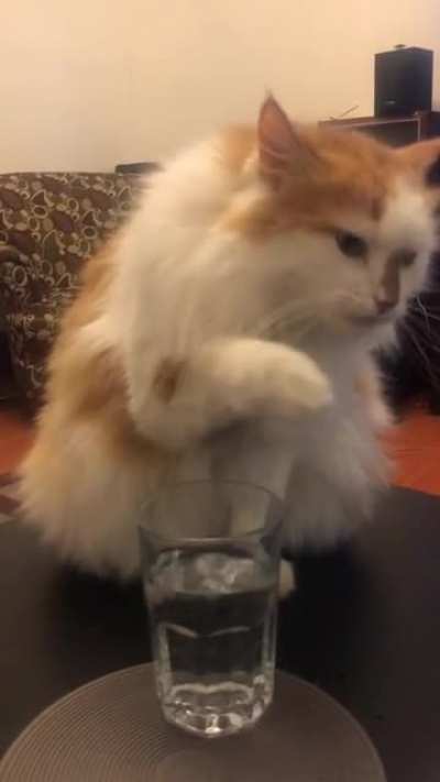 Too dainty to get his whiskers wet