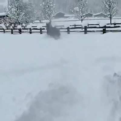 Horsing around in snow