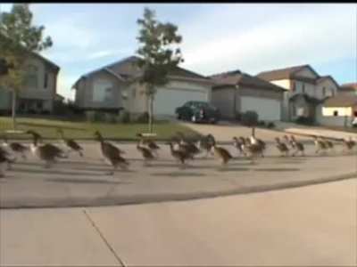 Geese Rule